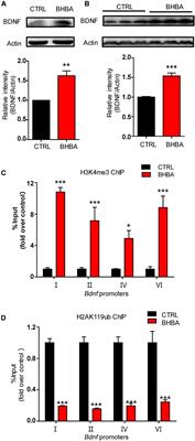 Beta-Hydroxybutyrate Enhances BDNF Expression by Increasing H3K4me3 and Decreasing H2AK119ub in Hippocampal Neurons